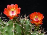 Thumbnail of 1536_Echinocereus spec._20150615_01(1).JPG